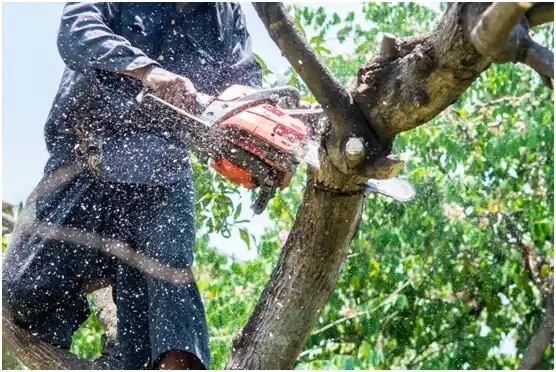 tree services Dammeron Valley